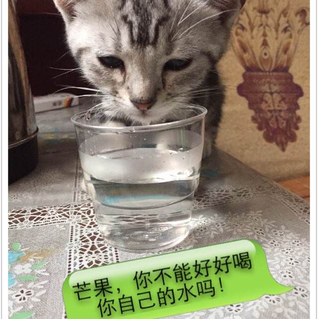 国际高等研究学校成绩单